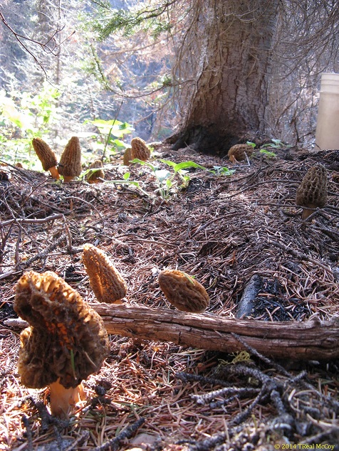 Morel Mushrooms